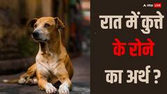 Dog Crying: रात में कुत्ते के रोने का मतलब क्या होता है?