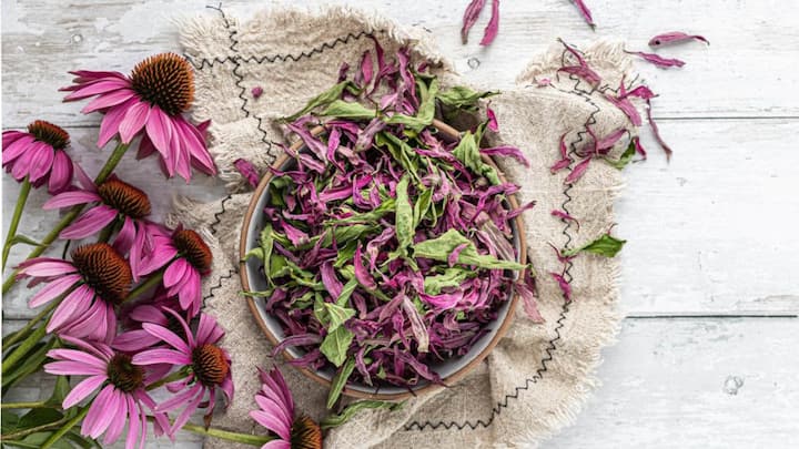 3. Echinacea: This herb is known to strengthen the immune system. Echinacea helps to ward off cold and flu. It also promotes fast recovery which makes it a popular herb during the winter season. (Image Source: Pinterest/adventuresinfoodieland)