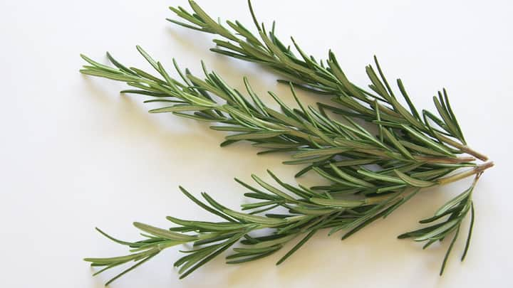 6. Rosemary: Rosemary has antioxidant and anti inflammatory properties that improve circulation and boost immunity. It also fights seasonal ailments and aids in better digestion during the winter season. (Image Source: Canva)