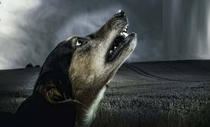 Dog Crying: તમે ઘણીવાર ઘરની બહાર કૂતરાંને રડતાં સાંભળ્યા હશે, શું તમે જાણો છો કે રાત્રે કૂતરું રડવું શુભ છે કે અશુભ. હિન્દુ ધર્મમાં કૂતરાના રડવા વિશે અલગ-અલગ વાતો કહેવામાં આવી છે. ઘણીવાર કૂતરાનું રડવું અશુભ માનવામાં આવે છે.