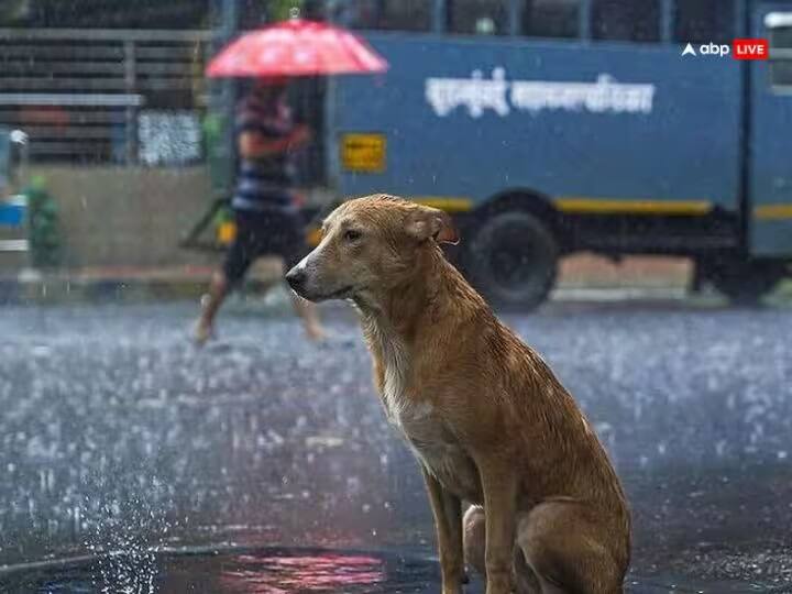 જ્યોતિષ શાસ્ત્ર અનુસાર, રાત્રે કૂતરો રડે છે તેનો અર્થ એ છે કે તે તેની આસપાસ પૂર્વજો અથવા આત્માઓ જોઈ રહ્યો છે.