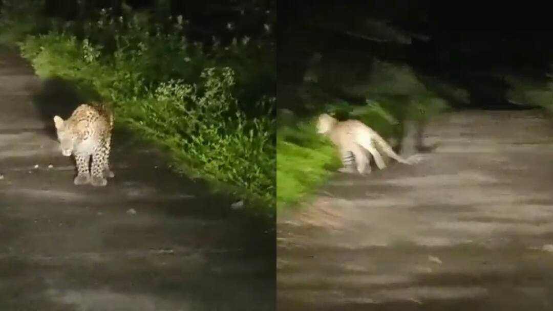 leopard migration in penchalakona in nellore district Nellore News: పెంచలకోన అటవీ ప్రాంతంలో చిరుత సంచారం - కారు హారన్ కొట్టడంతో పరుగో పరుగు!