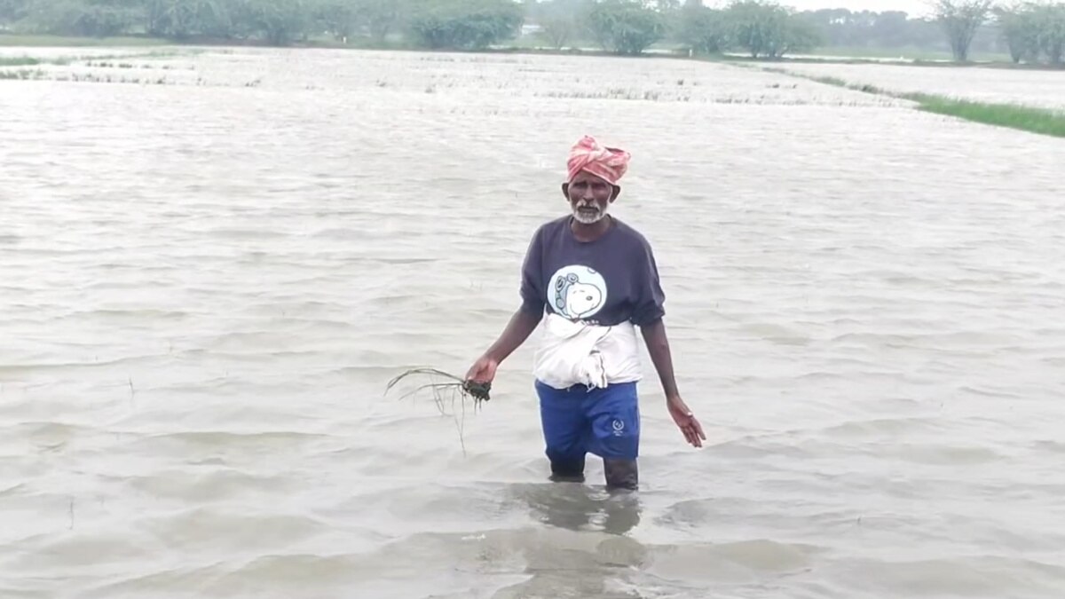 Rain Update: வெள்ளக்காடாக காட்சியளிக்கும் வயல்வெளி - மழைநீரில் மூழ்கிய 300 ஏக்கர் நெற்பயிர்