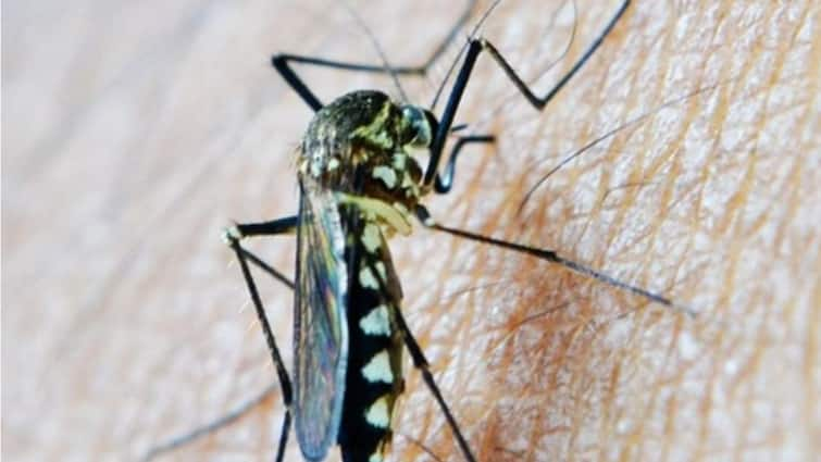 Delhi Reports Japanese Encephalitis Case After 10 Years. What Is The Viral Infection?