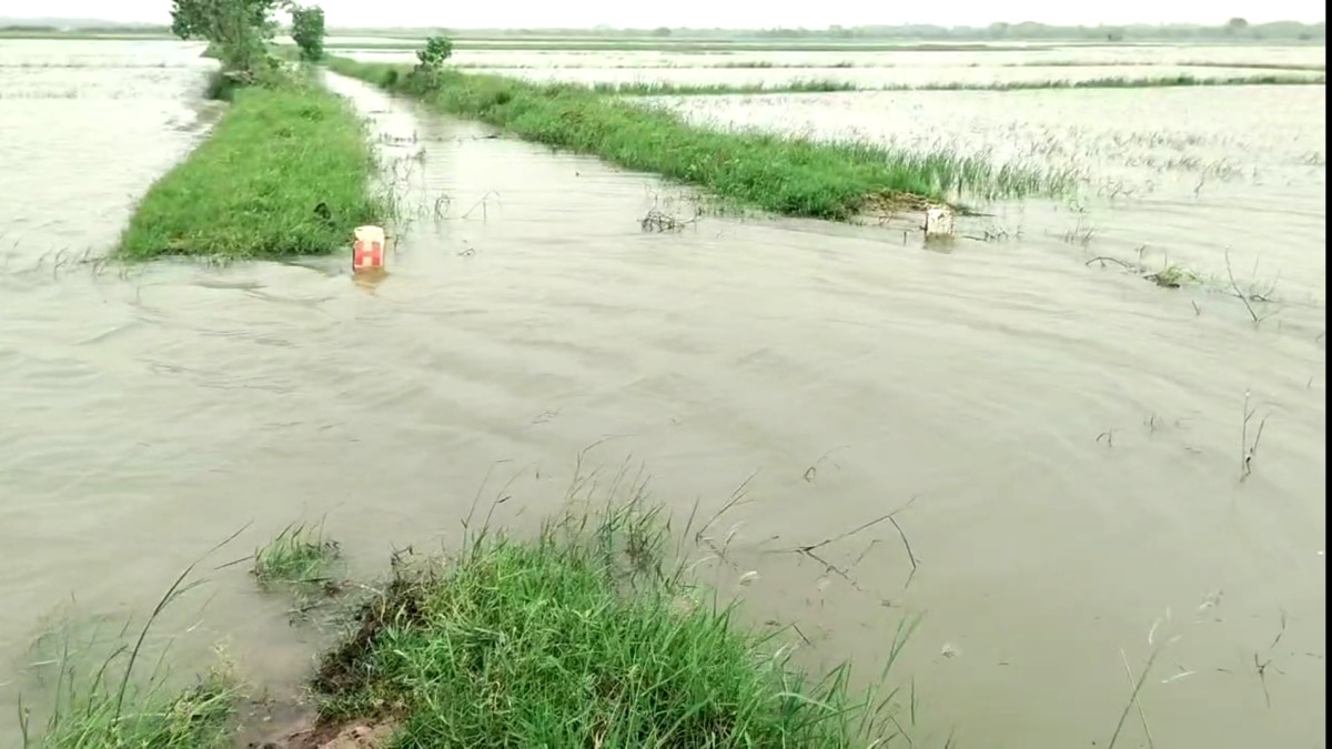 Rain Update: வெள்ளக்காடாக காட்சியளிக்கும் வயல்வெளி - மழைநீரில் மூழ்கிய 300 ஏக்கர் நெற்பயிர்