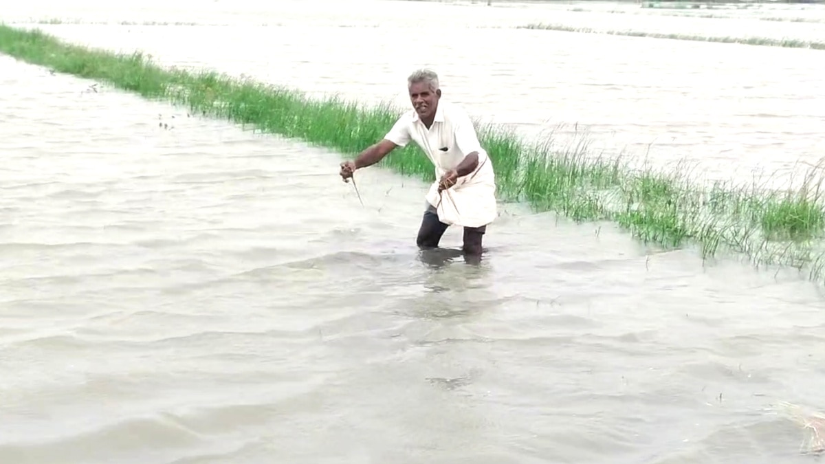 Rain Update: வெள்ளக்காடாக காட்சியளிக்கும் வயல்வெளி - மழைநீரில் மூழ்கிய 300 ஏக்கர் நெற்பயிர்