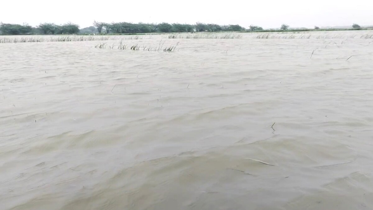 Rain Update: வெள்ளக்காடாக காட்சியளிக்கும் வயல்வெளி - மழைநீரில் மூழ்கிய 300 ஏக்கர் நெற்பயிர்