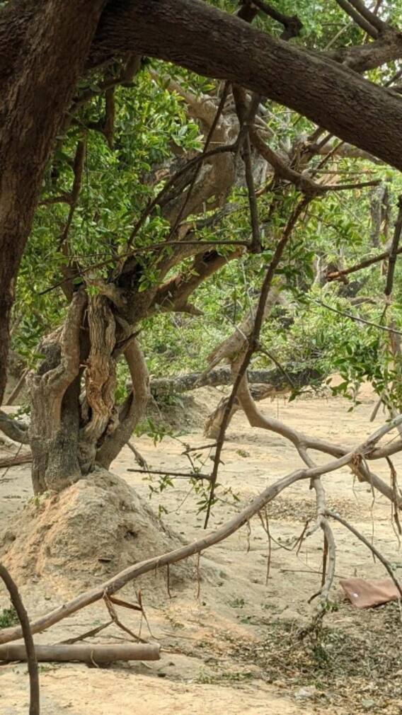 वृंदावन की इस रहस्यमयी जगह पर आज भी नृत्य करते हैं भगवान श्री कृष्ण!