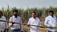 नाद खुळा! 50 ते 55 पेरी असलेला लांबलचक ऊस पिकवला, कोल्हापुरातल्या शेतकऱ्याने 3 एकरात अंदाजे 10 लाख 80 हजार कमावले