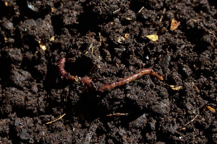 बता दें कि केंचुआ एक ऐसा जीव है जिसका शरीर खंडों में यानी कई भागों में बंटा होता है. इसके शरीर में 100 से 150 खंड होते हैं और हर खंड के बीच में छोटे-छोटे कनेक्शन से जुड़े होते हैं.