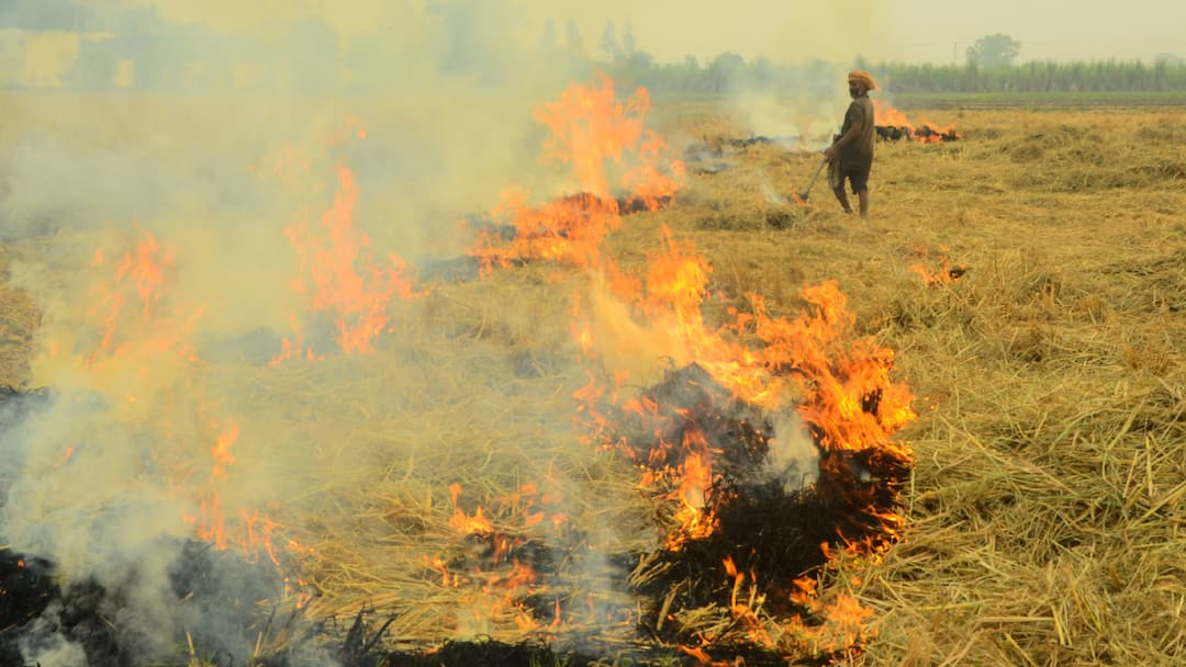 Andhra Pradesh Launches WhatsApp Service For Instant Paddy Procurement Booking