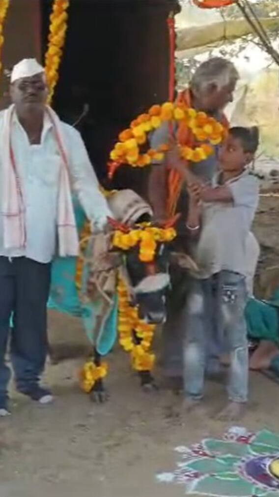 ऐकावं ते नवलंच! शेतकऱ्यानं केलं लाडक्या गाईचं डोहाळं जेवण