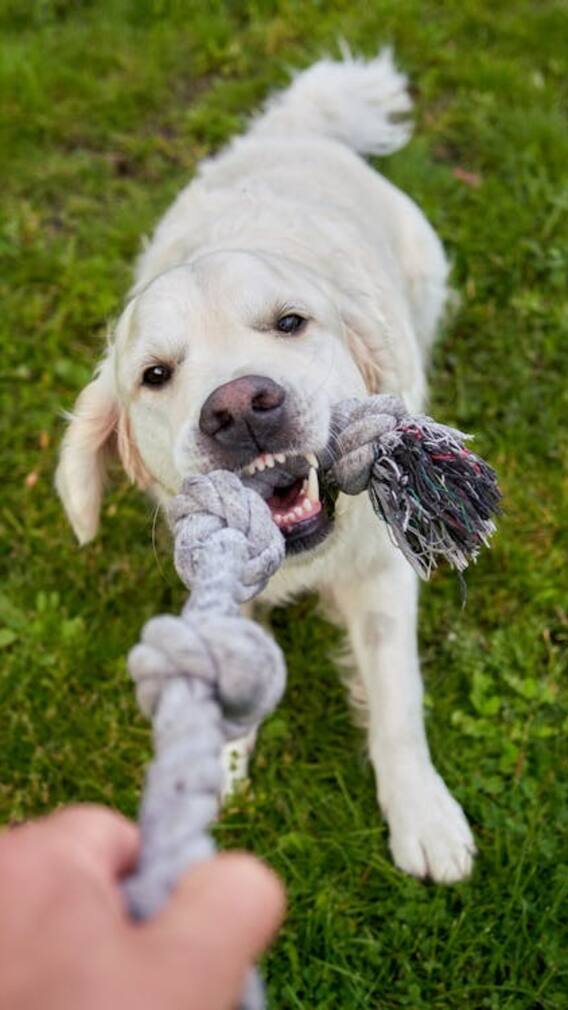 कुत्ते के चाटने पर भी हो सकता है रेबीज?