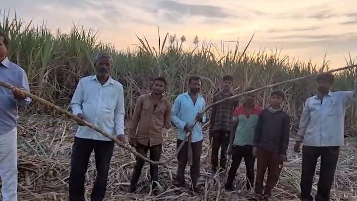 Farmer Success Story :  कोल्हापुरातील एका शेतकऱ्याने 3 एकरात 360 टन ऊसाचे उत्पादन घेत अंदाजे 10 लाख 80 हजार कमावले आहेत.