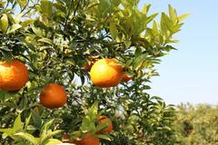 Orange:व्हिटॅमिन सीचा समृद्ध स्रोत; जाणून घेऊया संत्र खाण्याचे अनेक फायदे!