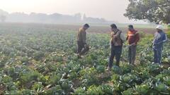 यूपी में शातिर चोरों के कारनामे से पुलिस भी हैरान, खेतों से चुराई लाखों रुपये की गोभी