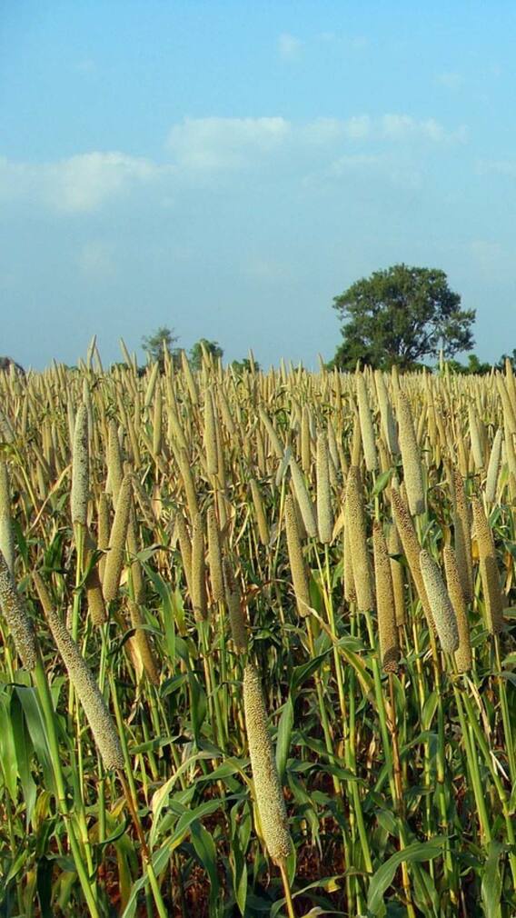 बाजरे की खेती के वक्त इन बातों का रखें खास ख्याल