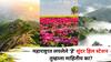 Maharashtra Hidden Places: 'अरेच्चा..! महाराष्ट्रात लपलेले 'हे' सुंदर हिल स्टेशन माहितच नव्हते!' अनेकांच्या नजरेपासून दूर, एकदा बघाल तर प्रेमातच पडाल