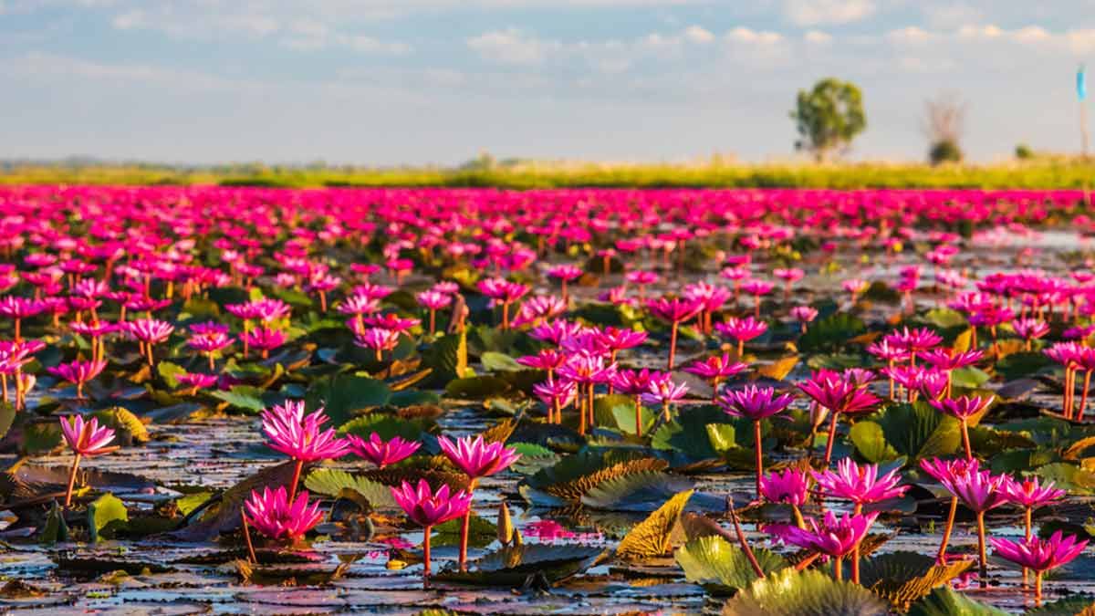 Maharashtra Hidden Places: 'अरेच्चा..! महाराष्ट्रात लपलेले 'हे' सुंदर हिल स्टेशन माहितच नव्हते!' अनेकांच्या नजरेपासून दूर, एकदा बघाल तर प्रेमातच पडाल