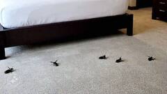 21 साल के लड़के ने 63 होटलों को लगाया चूना! मुफ्त ठहरा और पैसे भी ऐंठ लिए, हैरान कर देगी यह तरकीब