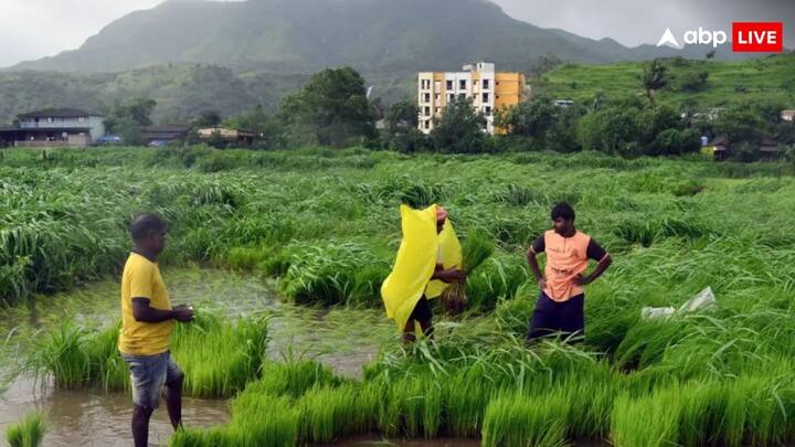 PM Kisan Yojana Next Instalment: किसान योजना में शामिल कुछ किसानों के 19वीं किस्त के पैसे अटक सकते हैं. जानें क्या है इसके पीछे कारण. लाभ जारी रखने के करने होंगे यह काम पूरे.