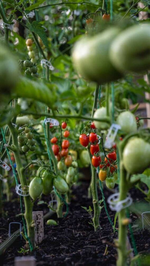 गमले में कैसे उगा सकते हैं ​टमाटर