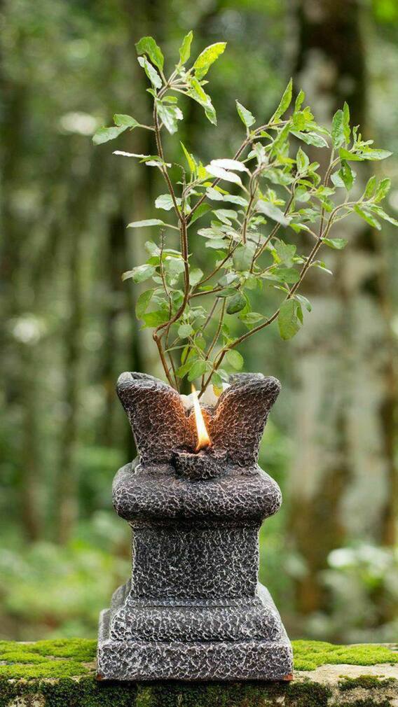 आज मार्गशीर्ष अमावस्येच्या दिवशी करा तुळशीचे 'हे' उपाय, धन-संपत्तीची होईल भरभराट