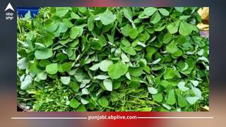 ਭਾਰ ਘਟਾਉਣ ਤੋਂ ਲੈ ਕੇ ਸ਼ੂਗਰ ਤੱਕ, ਸਰਦੀਆਂ ਵਿੱਚ ਮੇਥੀ ਖਾਣ ਦੇ ਇਹ 5 ਵੱਡੇ ਫਾਇਦੇ