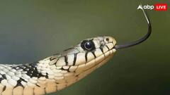 सांप काटने के मामलों को लेकर केंद्र का बड़ा फैसला, राज्यों से भी की ये अपील