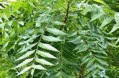 Health tips: લીમડાના પાનના સેવનના ગજબ ફાયદા, આ બીમારીમાં રામબાણ ઇલાજ