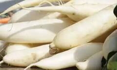 મૂળા સ્વાસ્થ્ય સંબંધિત અનેક સમસ્યાઓથી આપે છે રાહત, શિયાળામાં ક્યારે કરવું જોઈએ સેવન ?