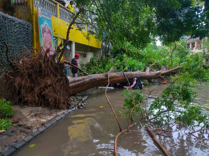 A tree uprooted after heavy rains owing to Cyclone Fengal, in Chennai, Saturday, Nov. 30, 2024. (Image Source: PTI)