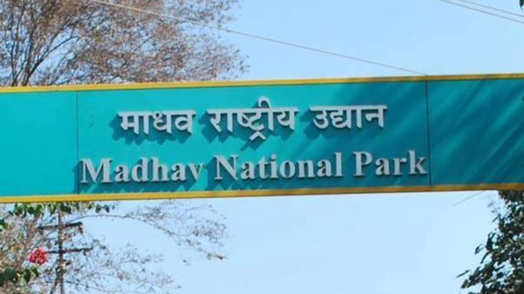 शिवपुरी के माधव नेशनल पार्क को सौगात, जल्द आएंगे 2 और बाघ, मिलेगा 'टाइगर रिजर्व' का दर्जा Jyotiraditya Scindia Madhav National Park in Shivpuri approval Status of 2 more Tiger Reserve In MP ANN शिवपुरी के माधव नेशनल पार्क को सौगात, जल्द आएंगे 2 और बाघ, मिलेगा 'टाइगर रिजर्व' का दर्जा