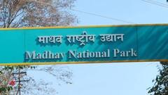 शिवपुरी के माधव नेशनल पार्क को सौगात, जल्द आएंगे 2 और बाघ, मिलेगा 'टाइगर रिजर्व' का दर्जा