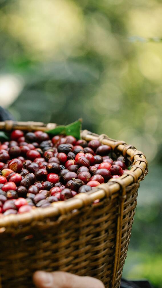 9 Lush Coffee Plantations In Coorg And Beyond For A Perfect Retreat