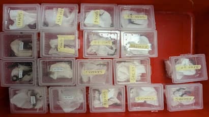 Trichy airport customs officials shocked seized  Animals tnn யாருப்பா நீ... எப்படிய்யா கொண்டு வந்தே: திருச்சி ஏர்போர்ட் சுங்கத்துறை அதிகாரிகளுக்கு ஏற்பட்ட அதிர்ச்சி