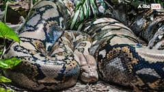 कितना होता है एक अजगर का वजन? जान लीजिए आज