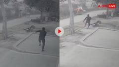 आवारा सांड का आतंक! राह चलती महिला को सांड ने हवा में उछाला, वीडियो देख दहल जाएगा दिल