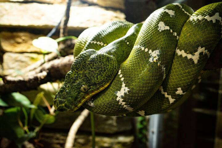 एटला पायथन (Anaconda)- एटला पायथन, जिसे अक्सर ग्रीन एनाकोंडा (Green Anaconda) कहा जाता है, दुनिया के सबसे भारी अजगरों में से एक है. यह दक्षिण अमेरिका के वर्षावनों में पाया जाता है और इसका वजन 250 किलोग्राम (550 पाउंड) तक हो सकता है, लेकिन इसकी लंबाई 25 फीट (7.6 मीटर) तक होती है. इस प्रजाति का आकार इसे जलवायु और गीली मिट्टी में बनाता है.