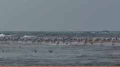 तळकोकणातील समुद्र किनाऱ्यावर परदेशी पाहुण्यांची गर्दी