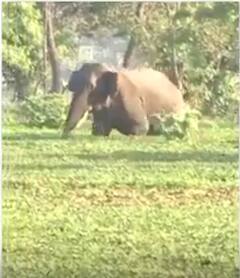 सिलीगुड़ी में हाथी का आतंक | ABP NEWS SHORTS