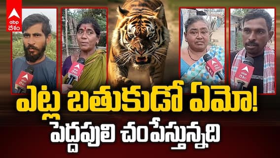 ఆసిఫాబాద్ జిల్లాలో పులుల దాడిపై ఏబీపీ గ్రౌండ్ రిపోర్ట్