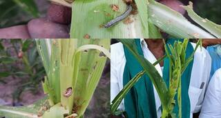மதுரையில் படைப்புழு தாக்கத்தால் 35 ஆயிரம் ஏக்கர் மக்காச் சோளம் பாதிப்பு