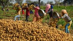 यूपी के किसानों के लिए खुशखबरी, अब यहां के आलू का विदेशी बाजार तक पहुंचेगा स्वाद