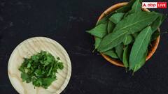 क्या करी पत्ता खाने से ब्लड में शुगर लेवल कंट्रोल में रहता है?