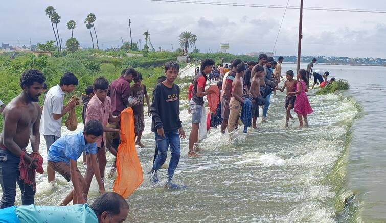 TN Rain Adults and children alike are excited about fishing in the lake in Tirupattur tnn திருப்பத்தூரில் நிரம்பி வழிந்த ஏரிகள்... ஜிலேபி, ஜப்பானை பிடித்து மகிழ்ந்த மக்கள்