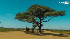 Gum Arabic Tree: આ ઝાડ છે ખેડૂતોનું મોટું દુશ્મન, જાણો શું છે તેની પાછળનું કારણ