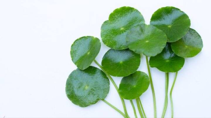 1. Cica: Cica is a popular Korean skincare ingredient that has healing and soothing properties. This ingredient helps in repairing damaged skin, reduces inflammation, and enhances skin's natural barrier. Cica is ideal for sensitive, acne prone, and irritated skin. (Image Source: Pinterest/freepik)