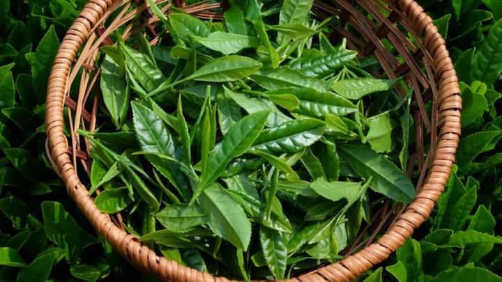 5. Green Tea Leaves Extract: Green tea leaf extract is rich in antioxidants and anti inflammatory properties. It helps soothe irritated skin, reduces redness, and provides hydration, leaving the skin refreshed, balanced, and glowing. (Image Source: Pinterest/chadoTeaHouse)