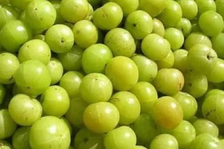 આમળાનું સેવન કરવાથી શરીરને ઘણા ફાયદા થાય છે. તમને જણાવી દઈએ કે આમળામાં હાજર વિટામિન સી, વિટામિન એ, વિટામિન બી કોમ્પ્લેક્સ, કાર્બોહાઈડ્રેટ, ફાઈબર, પોટેશિયમ, કેલ્શિયમ, મેગ્નેશિયમ અને આયર્ન શરીરને ઘણી સમસ્યાઓથી બચાવવામાં મદદરૂપ છે.